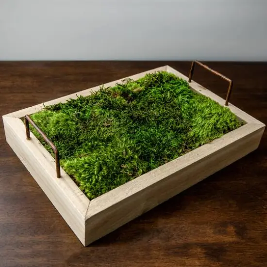 Preserved Green Sheet Moss Bulk Case {8}
