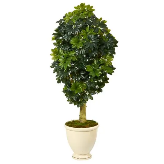 5ft. Schefflera Tree in Decorative Urn {1}