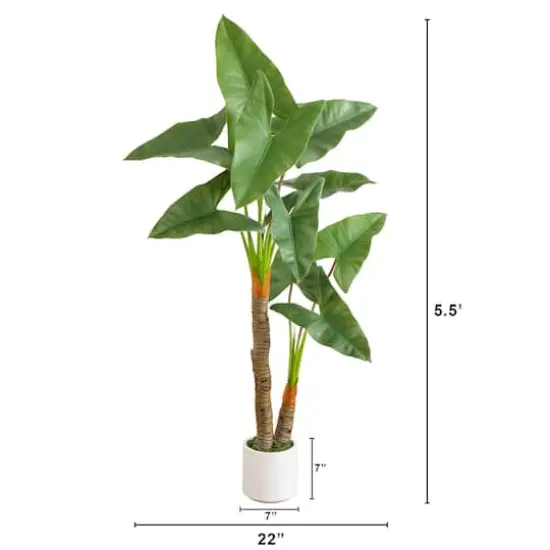 5.5ft. Arrowhead Philodendron in White Decorative Planter {5}