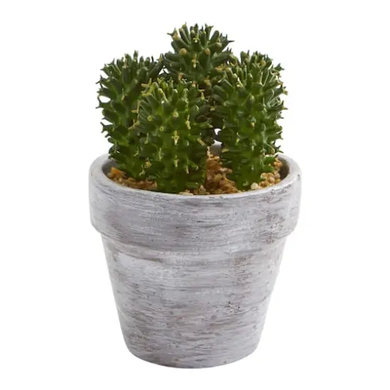 8" Assorted Potted Cactus Plant, 3ct. {5}