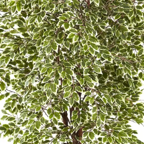 7.5ft. Potted Variegated Mini Ficus Tree {3}