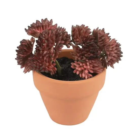 Mini Premade Succulents in Terra Cotta Pots, 6ct. by Ashland&reg; Dark Green {3}