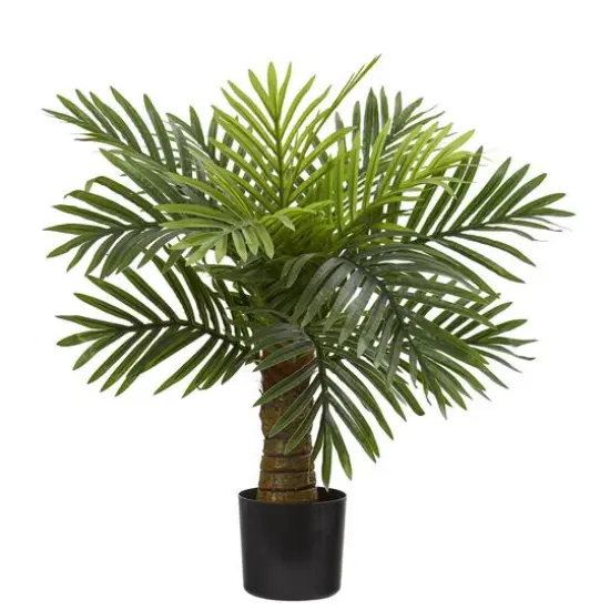 2ft. Robellini Palm Tree in Black Planter {1}