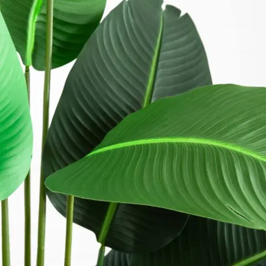 8ft. Potted Travelers Palm Tree {6}