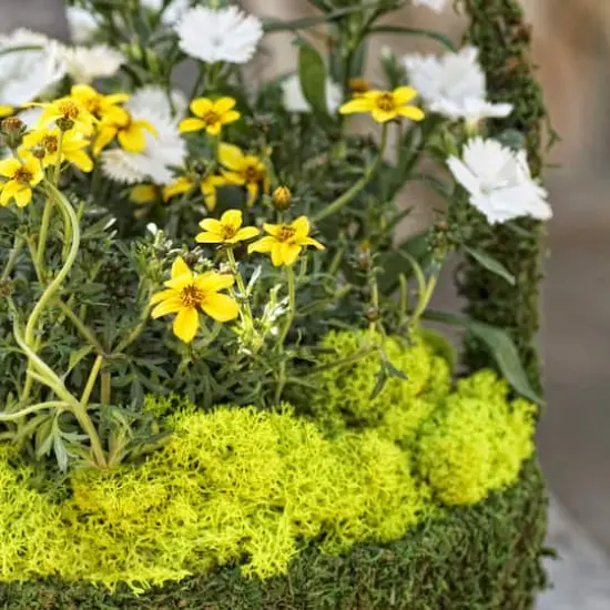 SuperMoss&reg; Preserved Reindeer Moss, 8oz. {4}