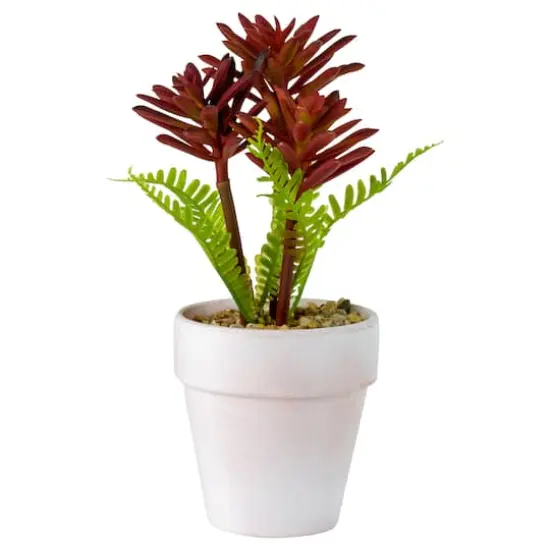 8" Red And Green Succulent Fern In Ceramic White Pot {1}