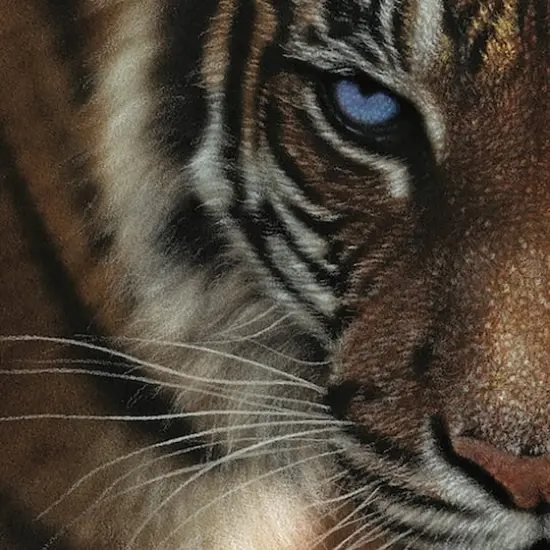 Hart Puzzles Blue Eyes Tiger by Colin Bogle 1,000 Piece Jigsaw Puzzle {5}