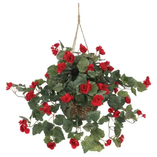 24" Red Begonia in Hanging Basket {1}