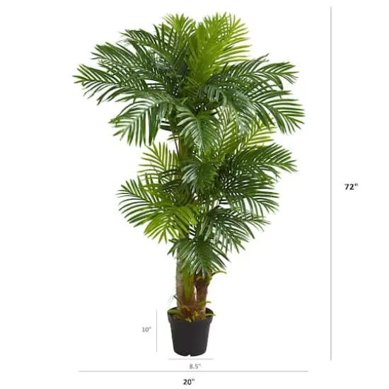6ft. Potted Hawaii Palm {5}