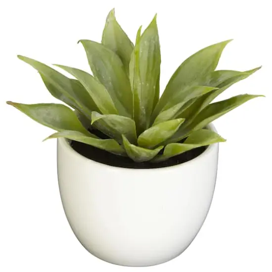 Potted Agave Plant Collection 3ct. {5}