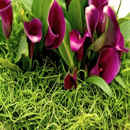 SuperMoss&reg; Preserved Spanish Moss, Grass Green {4}