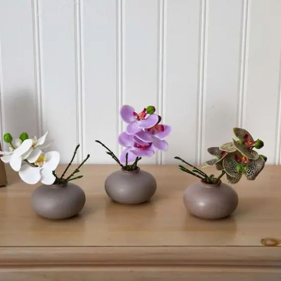 7" Assorted Moth Orchid Arrangement, 3ct. {6}