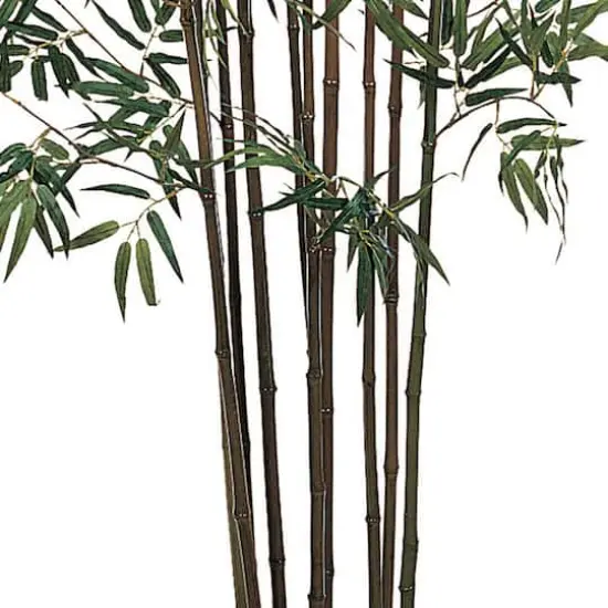 6ft. Potted Mini Bamboo Silk Tree {3}