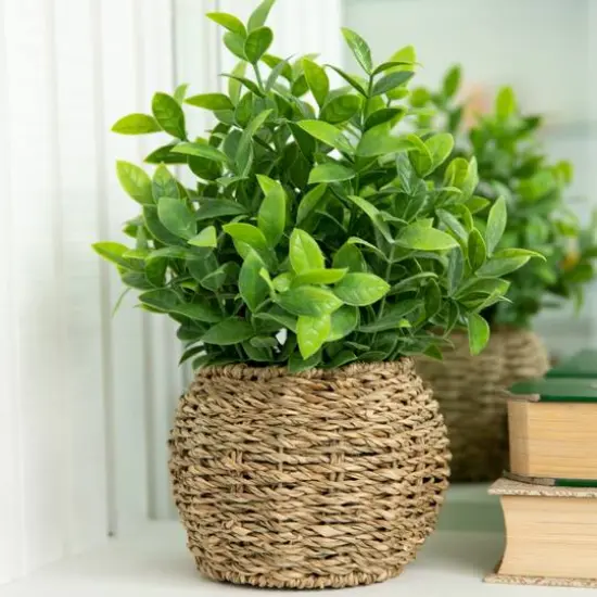 Flora Bunda&reg; 11.7" Tea Leaf Plant in Basket {4}