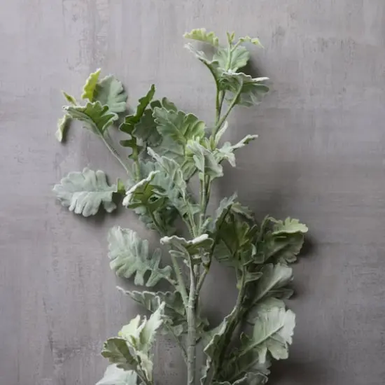 Frosted Dusty Miller Spray Stem by Ashland&reg; {3}