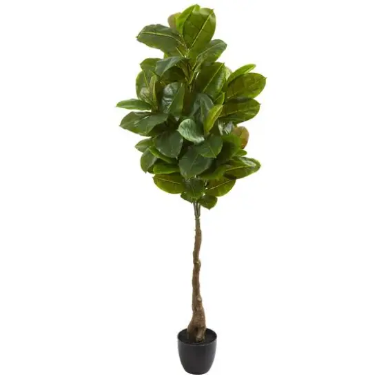 5.5ft. Potted Rubber Leaf Tree {1}