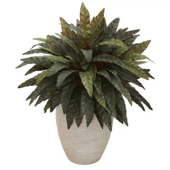 2.5ft. Peacock Plant in Sand Colored Oval Planter {1}