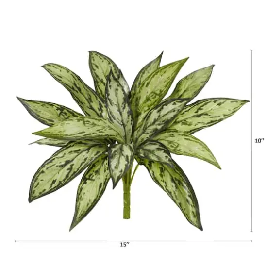 Silver Queen Plant, 6ct. {3}