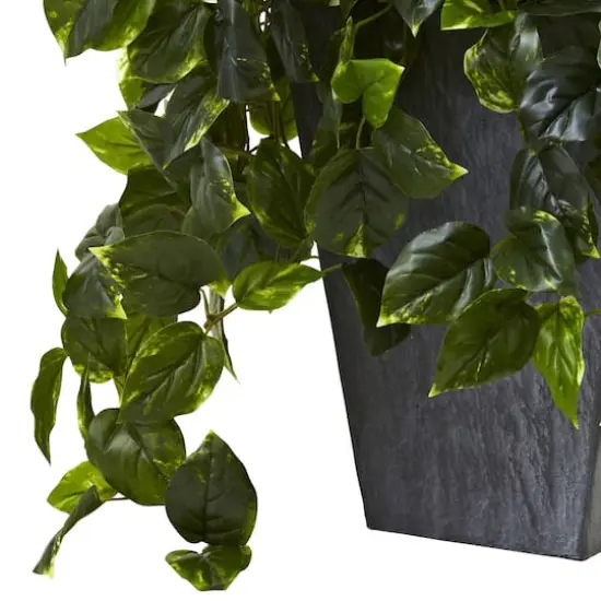 2.5ft. Hanging Pothos with Slate Planter {4}