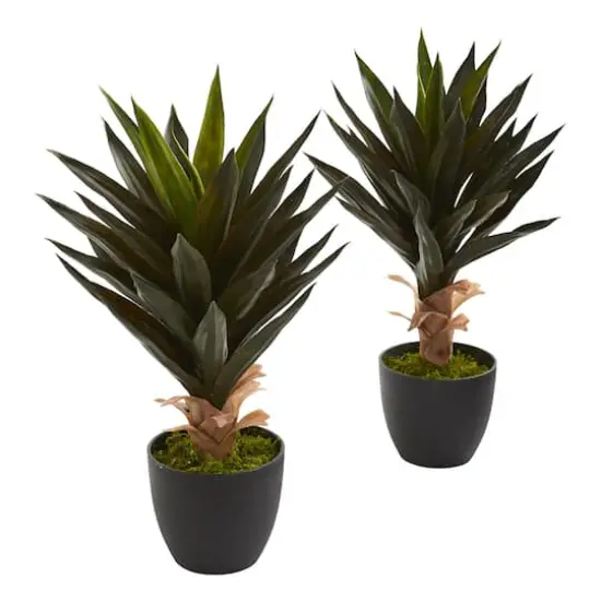 20" Potted Agave Plant, 2ct. {1}