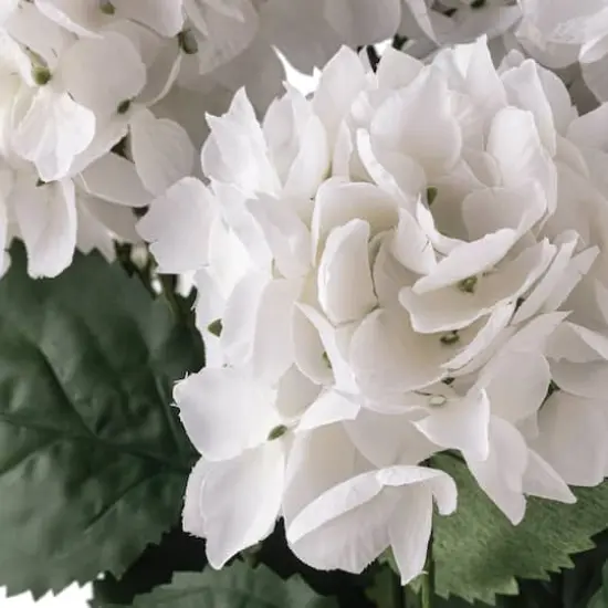 White Hydrangea Bush by Ashland&reg; {7}