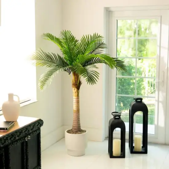 5ft. Potted Coconut Palm Tree {3}