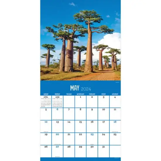 TF Publishing 2024 Trees Wall Calendar {4}