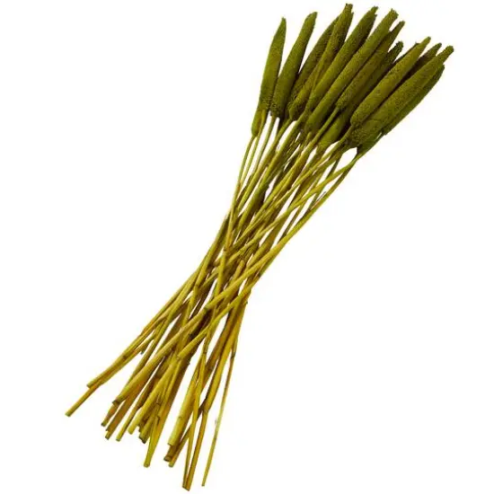Dried Plant Bunny Tail Natural Foliage with Long Stems Assorted {4}