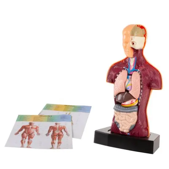 Toy Time Human Anatomy Model for Laboratory Learning {1}