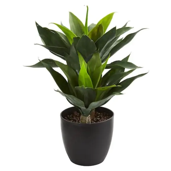 21in. Potted Agave Plant {1}
