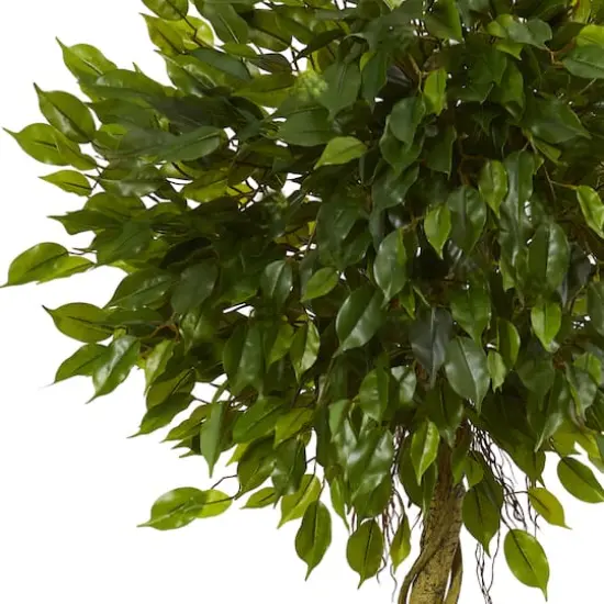 5ft. Potted Ficus Topiary {3}