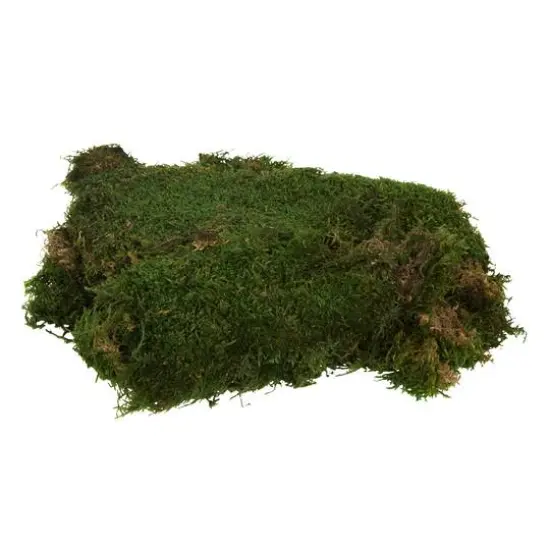 Preserved Green Sheet Moss Bulk Case {6}