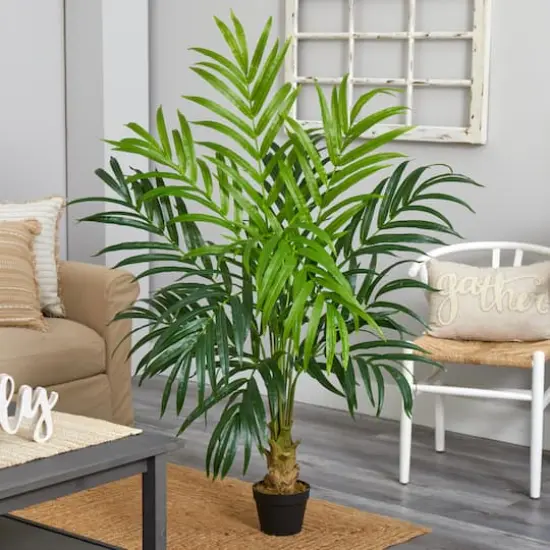 5ft. Potted Kentia Palm Tree {3}