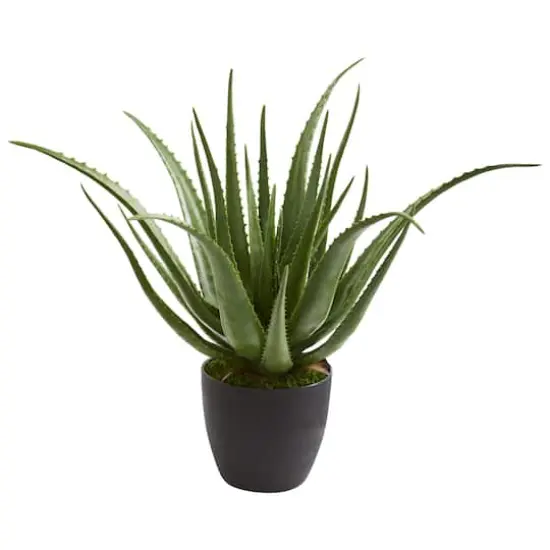 2ft. Potted Aloe Plant {1}