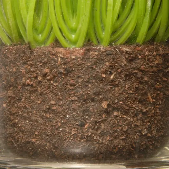 3-Piece Round Sprout-Filled Glass Assortment {5}