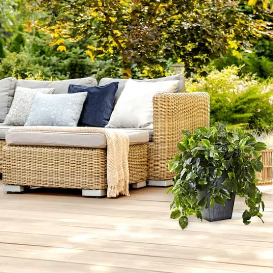 2.5ft. Hanging Pothos with Slate Planter {5}