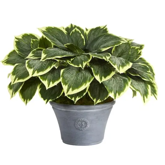 23" Variegated Hosta in Gray Planter {1}
