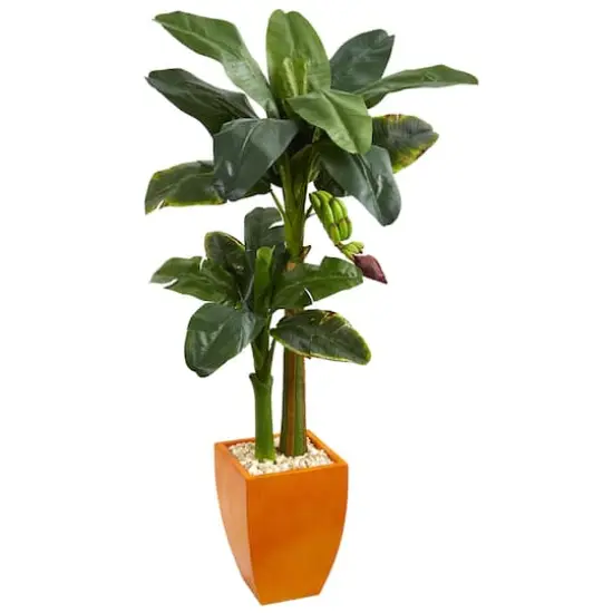 5.5ft. Double Stalk Banana Tree in Orange Planter {1}