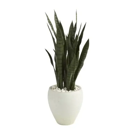 3ft. Snake Plant in White Planter {1}
