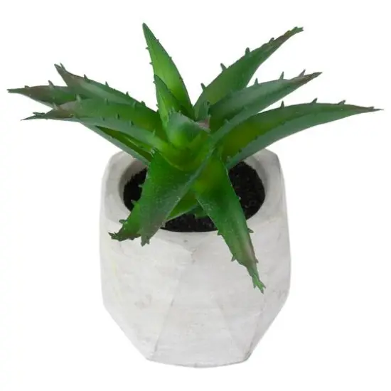 6" Green Aloe Succulent in Cement Pot {4}