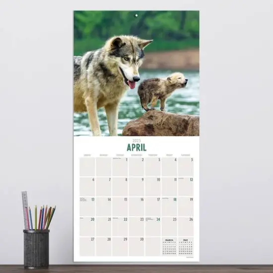 TF Publishing 2025 Wolves Wall Calendar {4}