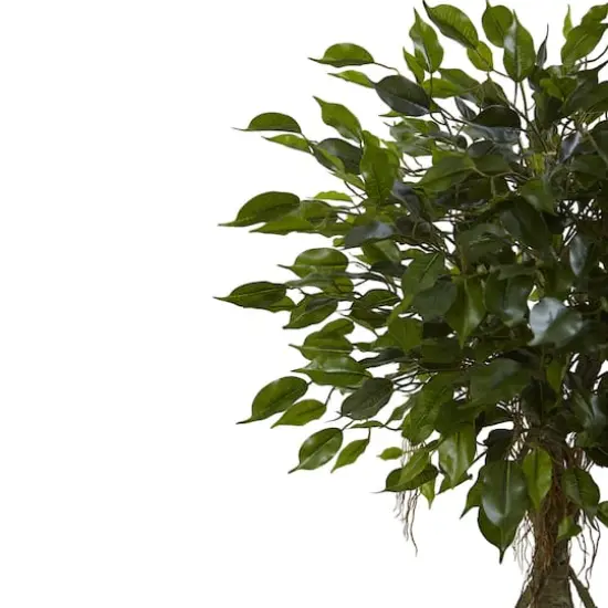 4.5ft. Potted Ficus Tree in Decorative White Planter {3}
