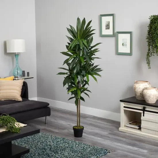 6ft. Potted Dracaena Plant {4}