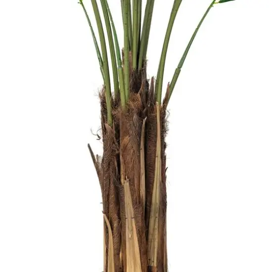 6ft. Potted Giant Areca Palm Tree {7}