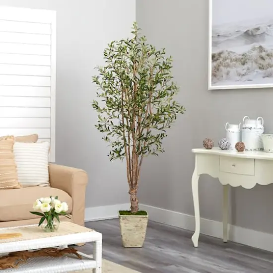 6.5ft. Olive Tree in Country White Planter {5}