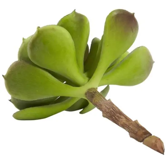 Green Echeveria Succulent Pick, 12ct. {6}