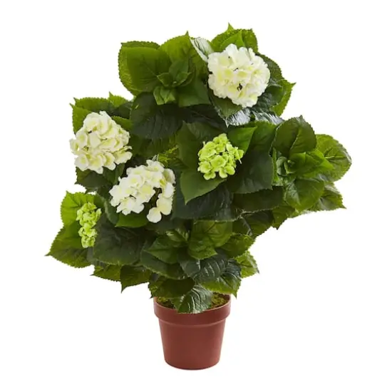 2.5ft. Potted White & Green Hydrangea Plant {1}