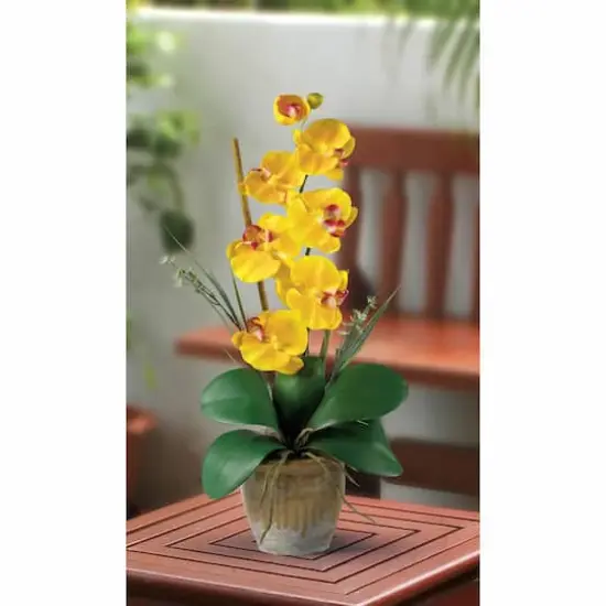 21'' Potted Yellow Moth Orchid Arrangement {4}