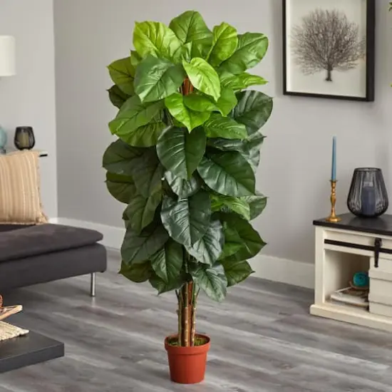 5ft. Potted Philodendron Plant {5}
