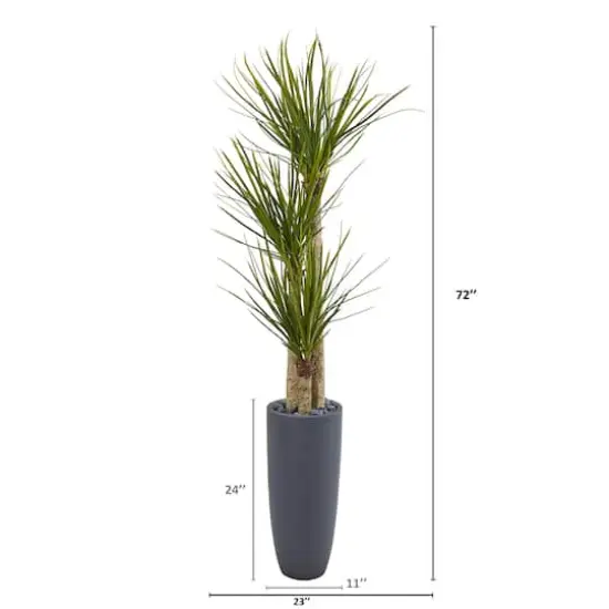 6ft. Yucca Tree in Black Planter {3}
